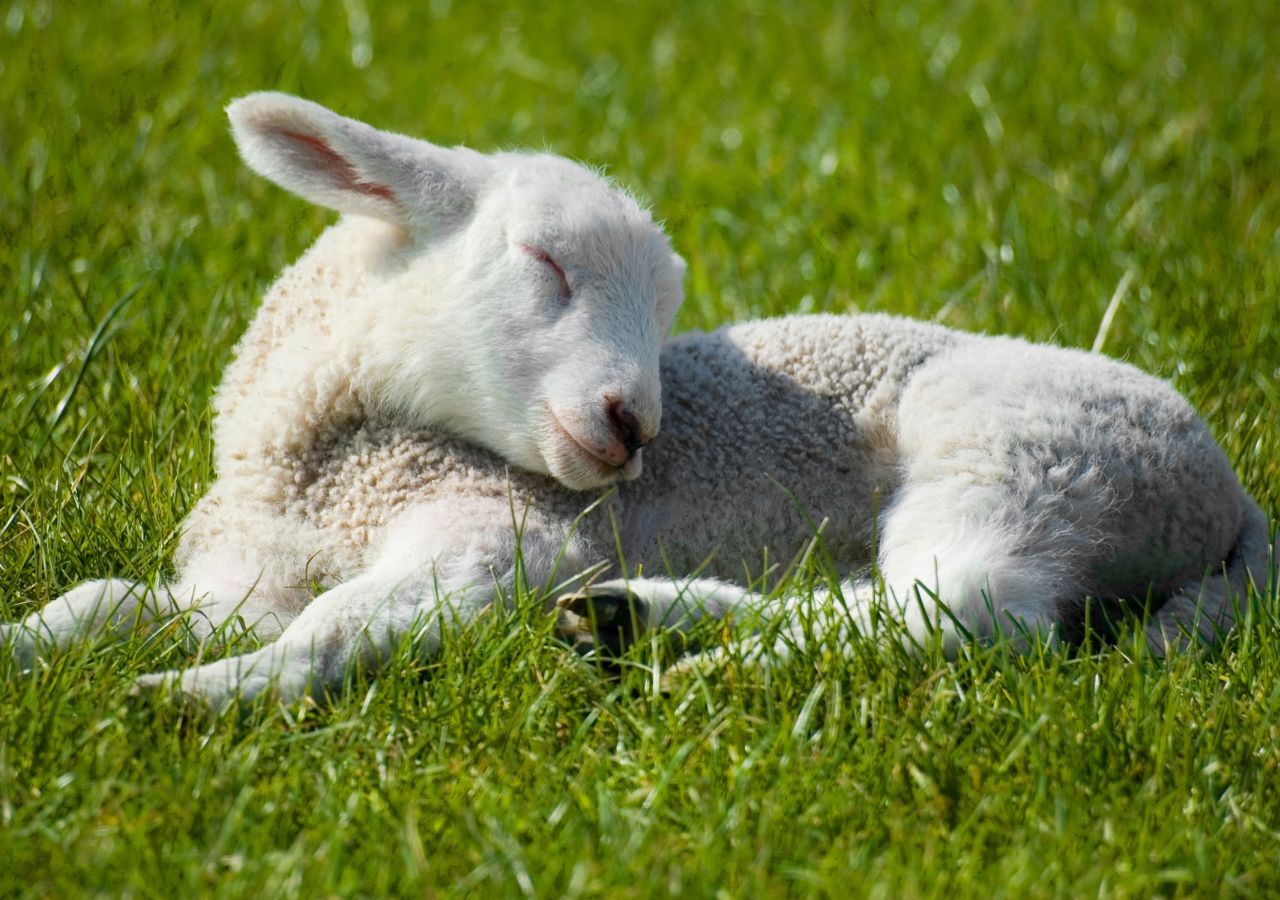 L'agnello, simbolo della purezza di Cristo