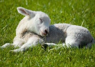 Uova, colombe e altri simboli della Pasqua: quali sono i 10 pi&ugrave; importanti e qual &egrave; il loro significato