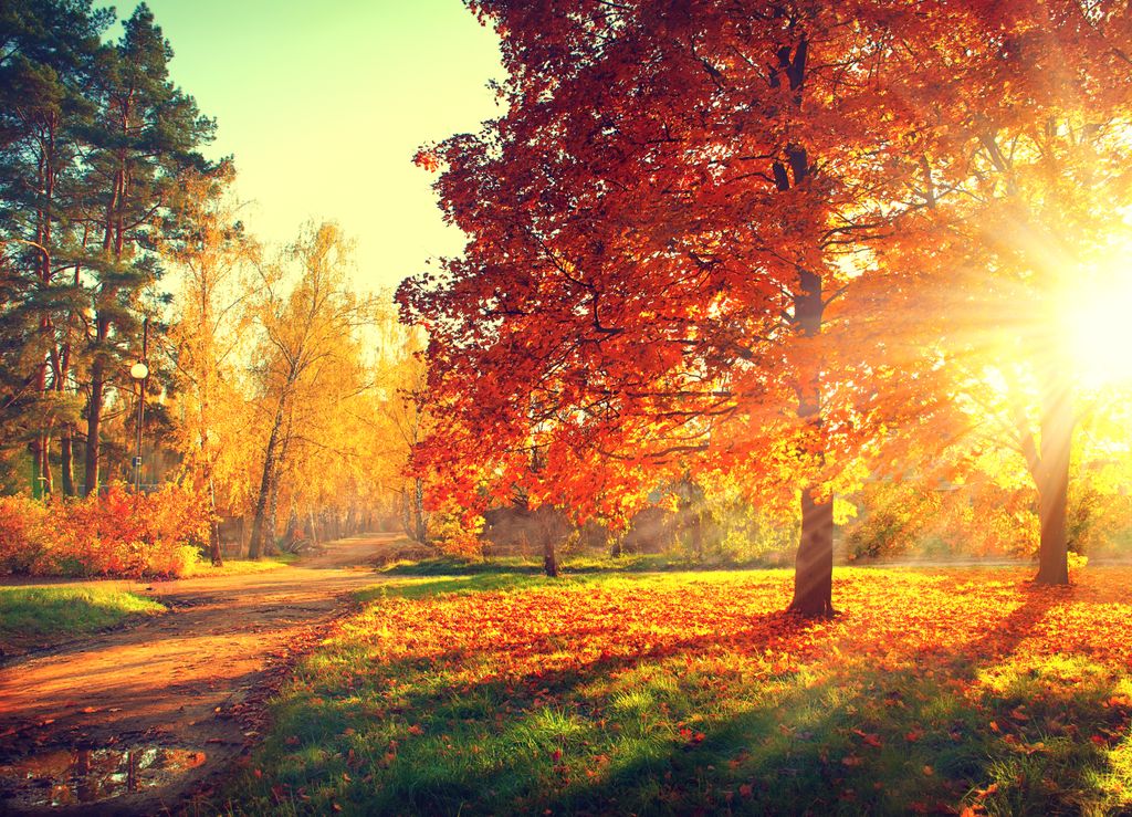 fall trees