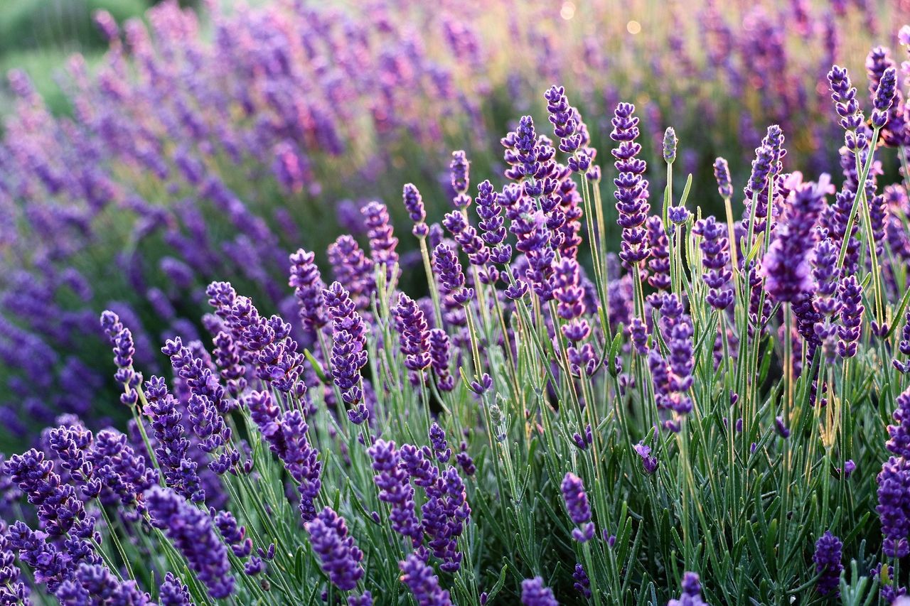 Lavendelpflanzen sind eine blüh- und insektenfreundliche Zierde für den Garten.