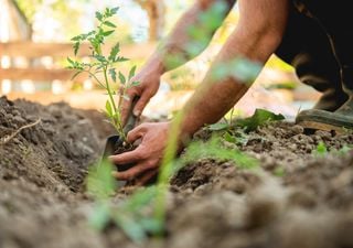 Urban Gardening in Großstädten ist gut für uns und schafft Abkühlung bei heißen Temperaturen