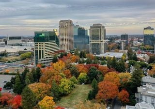 Urban trees feeling the heat as climate change threatens survival