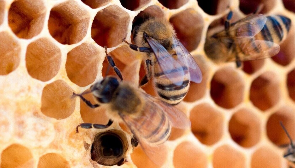 Wenn Stadtimker in Städten Bienenstöcke aufstellen, können die Honigbienenvölker den heimischen Wildbienen schaden. Bild: Meggyn Pomerleau/Unsplash