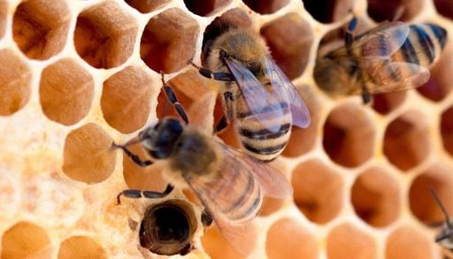 Urbane Imkerei: Wie k&ouml;nnen St&auml;dte ein Gleichgewicht zwischen Honig- und Wildbienen herstellen?
