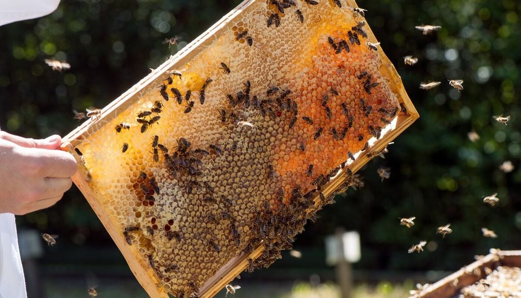 Forschende und Imker schlagen eine Reihe von Maßnahmen vor, um sowohl Honigbienen als auch Wildbienen zu schützen, etwa die Dichte von Bienenstöcken zu reduzieren. Bild: Astrid Eckert/TU München