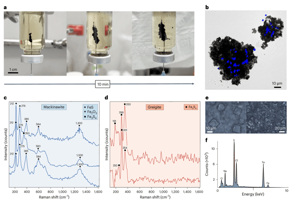 Bildung von Eisensulfid-Schornsteinen, Mineralogie und mikrobielle Besiedlung: a) Eisensulfid-Schornstein, 2,0 cm Höhe, nach 10 Minuten bei 25 °C. b) M. jannaschii-Zellen sammeln sich auf Eisensulfidpartikeln. c, d) Mackinawit (FeS, c) und Greigit (Fe3S4, d). e) Chemischer Garten aus sedimentärem Eisensulfid. f) EDX von Eisensulfidpartikeln mit Peaks, die die relativen Anteile von O, Na, S, Cl und Fe anzeigen.