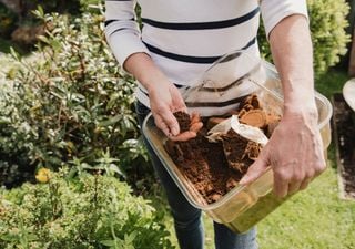 Usi i fondi di caffè come fertilizzante? Fai attenzione a queste regole e a queste piante: non è sempre una buona idea