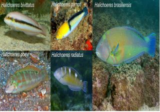 Un estudio sorprendente revela por primera vez el uso de herramientas en especies de peces tropicales