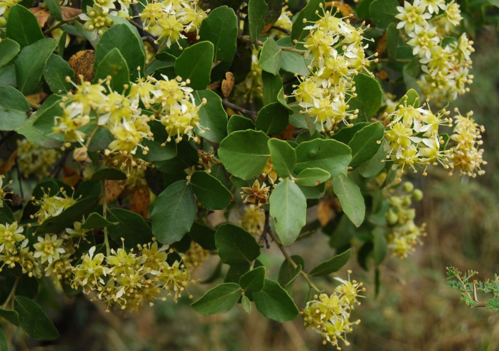 Ramas en flor del Quillay.