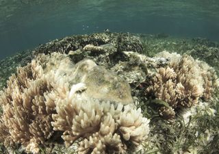 “Utter tragedy”: Great Barrier Reef suffers record bleaching