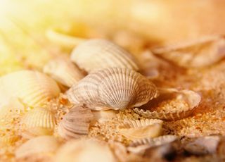 Va-t-on bientôt voir disparaître les coquillages sur les plages ?