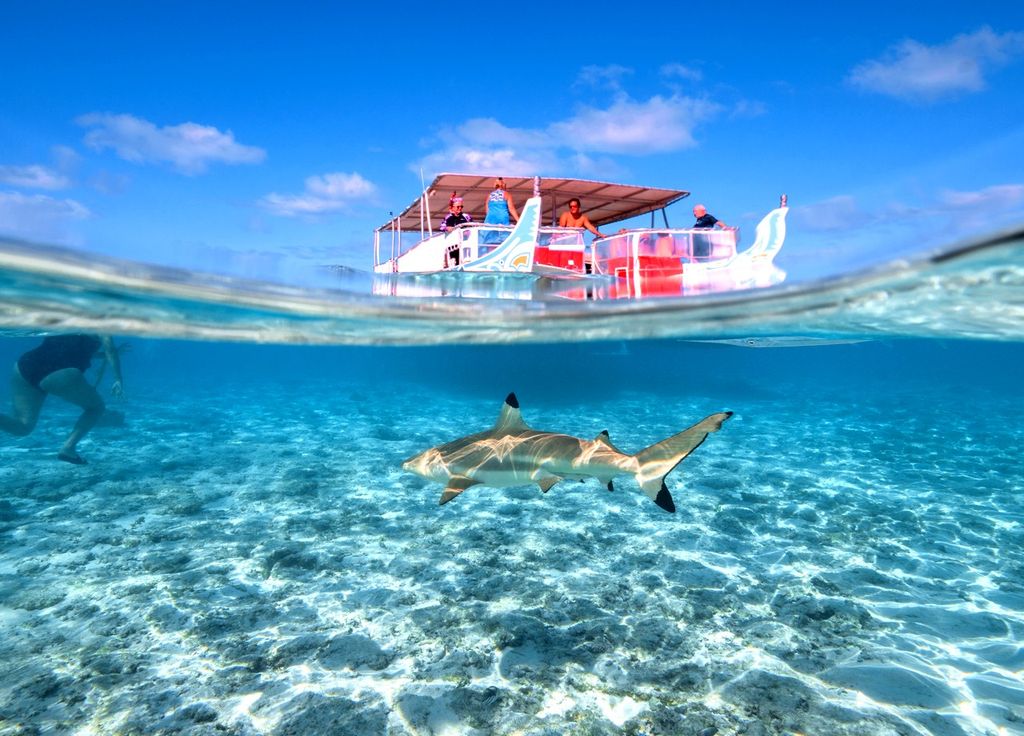 Requin