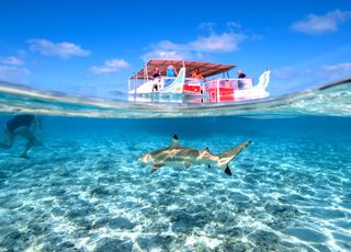 Va-t-on devoir cohabiter avec les requins sur nos côtes françaises à cause du réchauffement climatique ? 