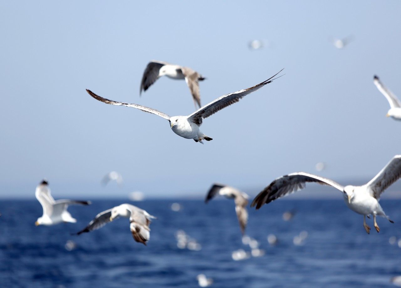 Mouette en plein vol