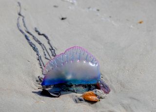 Vacances à la plage : gare à la galère portugaise sur certaines plages françaises !