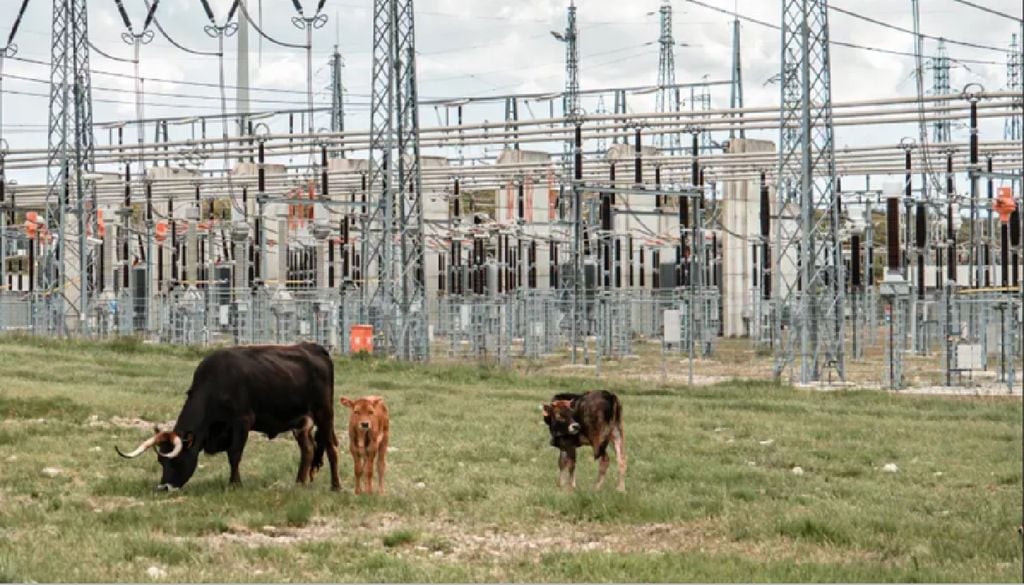 Vacas maronesas pastam junto a linhas de alta tensão num projeto piloto de combate a fogos florestais Vacas maronesas pastam junto à subestação da REN, limpando o terreno montanhoso para proteger as linhas elétricas contra incêndios. Foto: REN