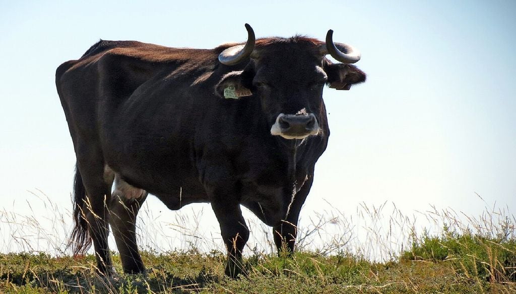 Vaca marosesa Uma vaca maronesa caminha por entre as rochas do Parque Natural do Alvão, exibindo a rusticidade única desta raça. Foto: Psilvestre - Obra do próprio, CC BY-SA 3.0, Wikimedia Commons