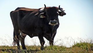 Vacas maronesas combatem fogos ao limpar vegeta&ccedil;&atilde;o sob linhas de alta tens&atilde;o do Alv&atilde;o