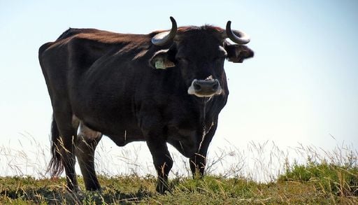 Vacas maronesas combatem fogos ao limpar vegeta&ccedil;&atilde;o sob linhas de alta tens&atilde;o do Alv&atilde;o