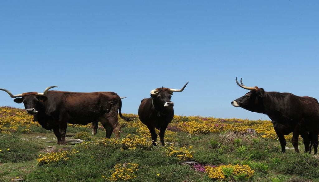 Vacas maronesas A produção de Carne Maronesa DOP dinamiza a economia local, valoriza as tradições rurais e sustenta centenas de criadores transmontanos. Foto: Psilvestre - Obra do próprio, CC BY-SA 3.0, Wikimedia Commons