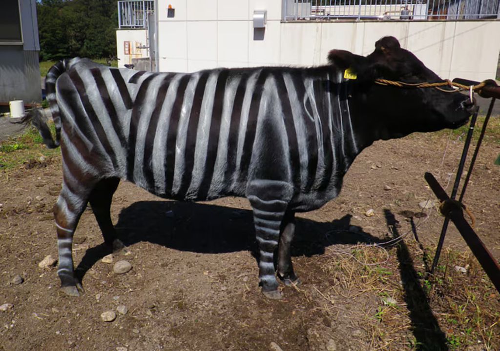 Vaca cebra