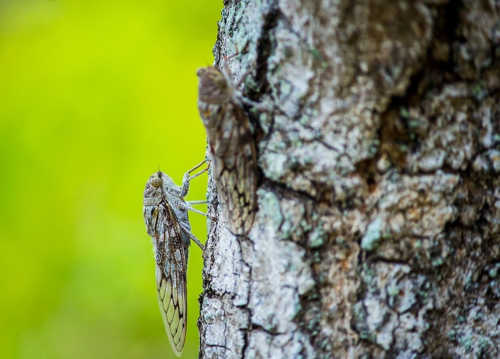 Le chant des cigales très silencieux en cet été 2025.