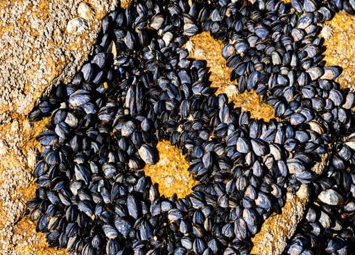 Vagues de chaleur : nous ne sommes pas les seuls &agrave; en souffrir ... selon une &eacute;tude, 75% des esp&egrave;ces animales aussi !