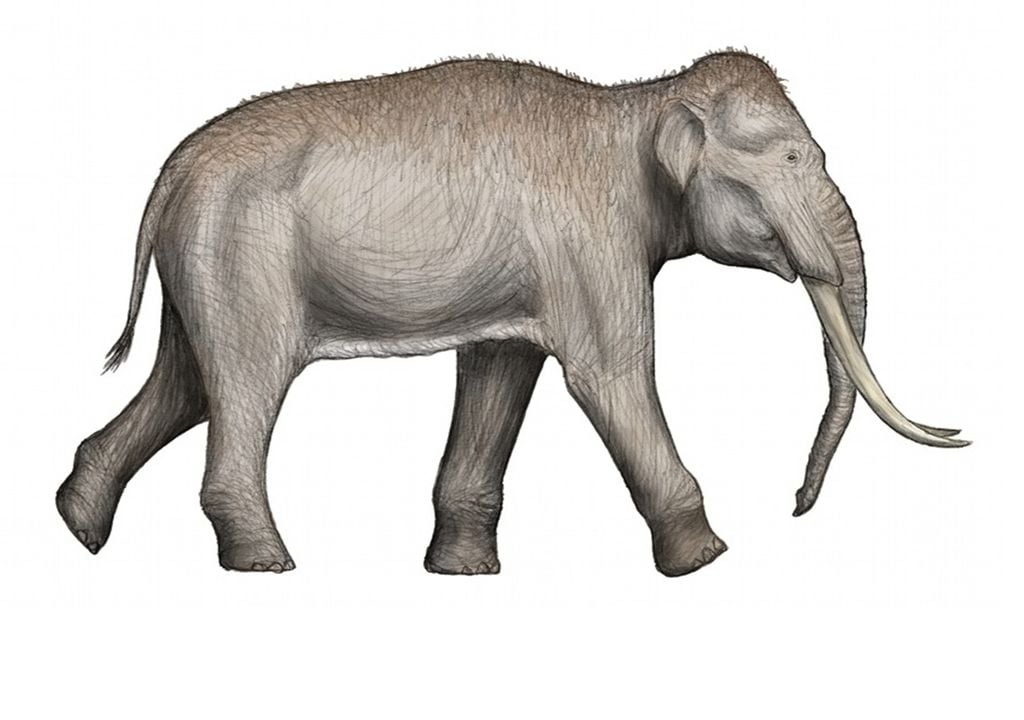 Palaeoloxodon antiquus, ou elefante-antigo Palaeoloxodon antiquus, ou elefante-antigo