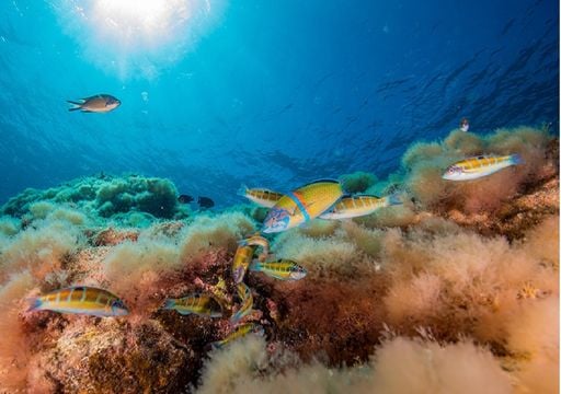 Vai nascer uma nova reserva natural marinha entre Sagres e Madeira