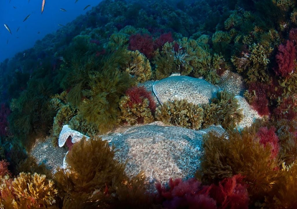 monte submarino Gorringe monte submarino Gorringe