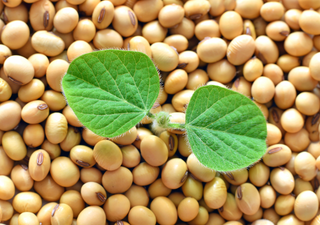 Vai ter chuva para plantar soja? Saiba o que esperar em setembro, mês que marca o início da safra verão 23/24