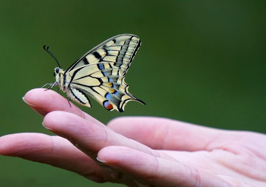Borboleta pousada na mão