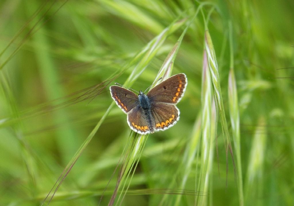 borboleta cramera (Aricia cramera) borboleta cramera (Aricia cramera)