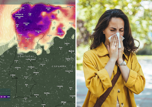 V&atilde;o disparar as alergias ao amieiro e &agrave; b&eacute;tula no Norte de Portugal continental