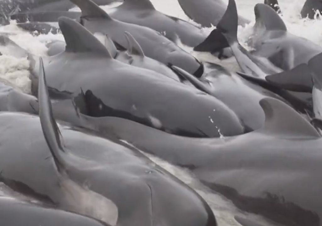 baleias na austrália
