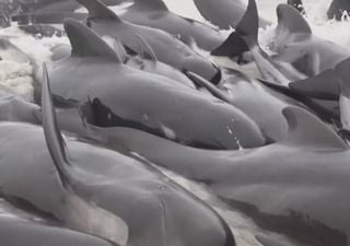 ¡Ocurre de nuevo! 100 ballenas piloto quedan varadas en Australia, muchas murieron