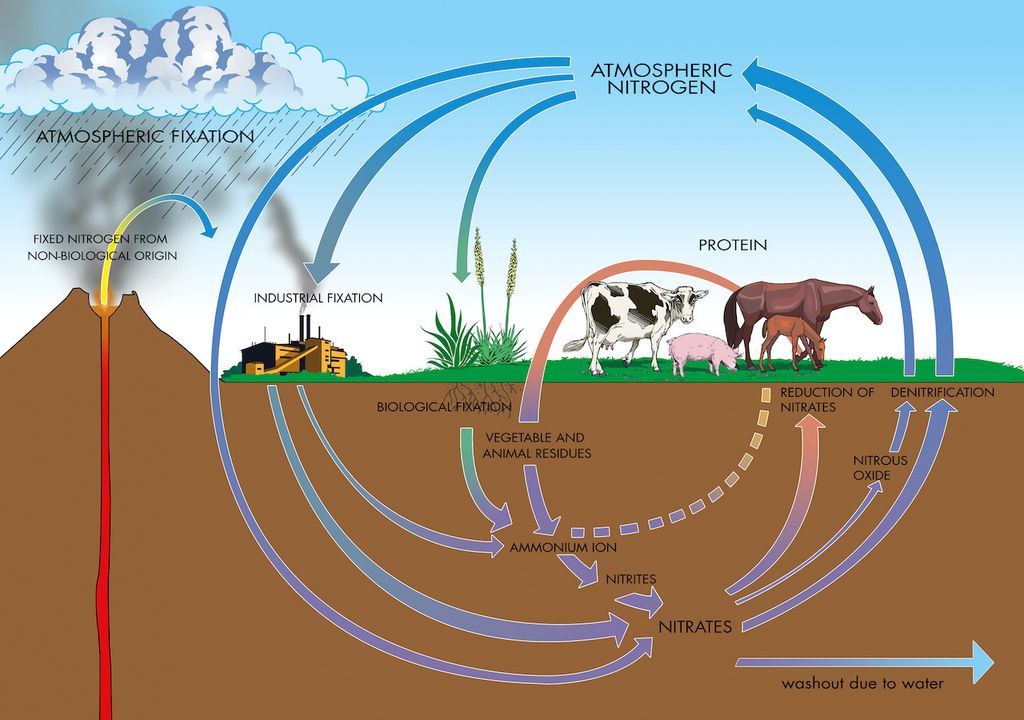 Nitrogen and ammonia pollution, livestock farming inforgraphic.