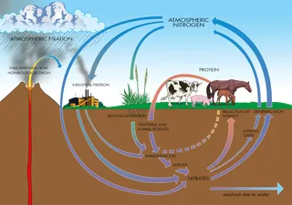 Vast majority of ammonia particulate pollution comes from farming in UK and Europe