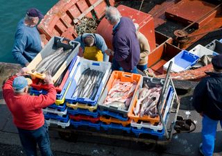 Veda pesquera en Chile: ¿qué es y para qué sirve esta prohibición?