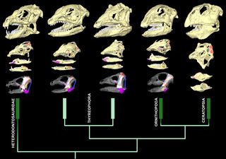 Surprising differences found in how vegetarian dinosaurs ate their food