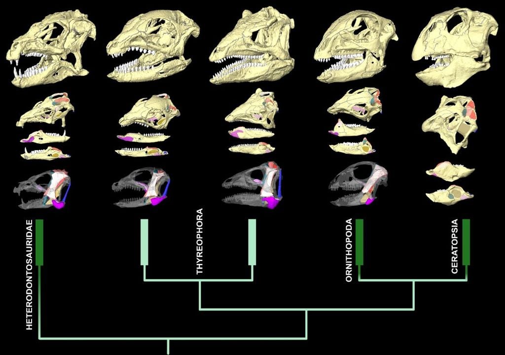 Vegetarian dinosaurs differed in how they ate their food