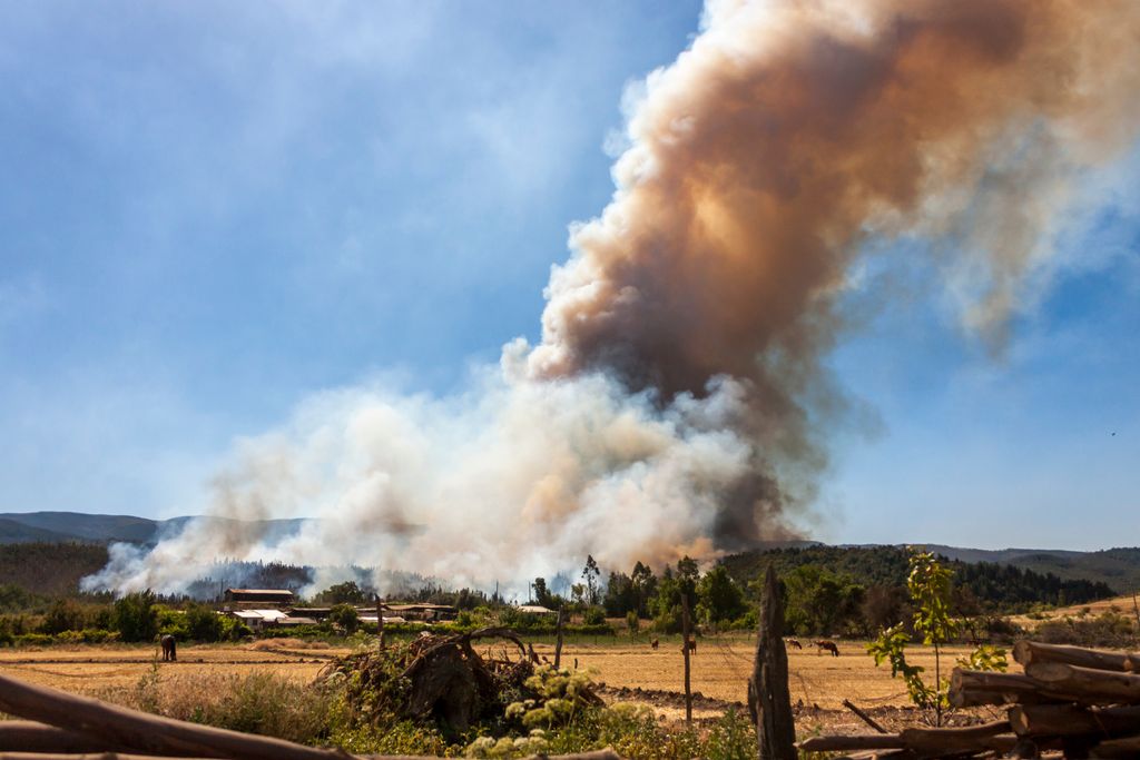 Vegetationsbrand Chile Feuer