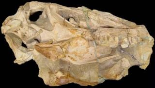 Veja como o Brasil conseguiu recuperar f&oacute;ssil rar&iacute;ssimo de dinossauro levado ilegalmente nos anos 90 para a Alemanha