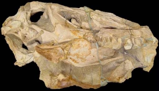 Veja como o Brasil conseguiu recuperar f&oacute;ssil rar&iacute;ssimo de dinossauro levado ilegalmente nos anos 90 para a Alemanha