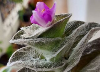 Veludo branco: conheça a suculenta exótica que parece estar coberta por teia de aranha