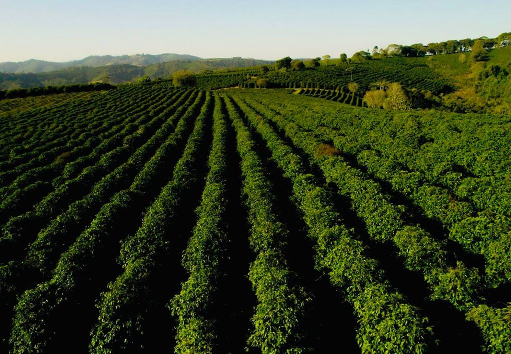 fazenda de café, Poços de Caldas (MG)