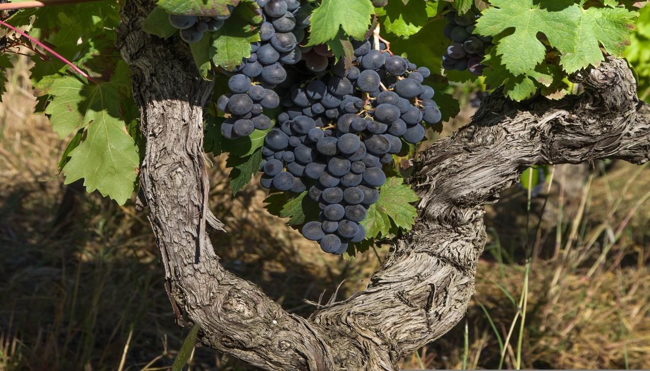 La chaleur accélère la maturation du raisin et bouleverse progressivement le calendrier des vendanges.
