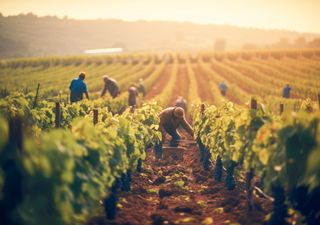 ¿Cómo ha sido la vendimia 2023? La naturaleza ha puesto a prueba a los productores de vino