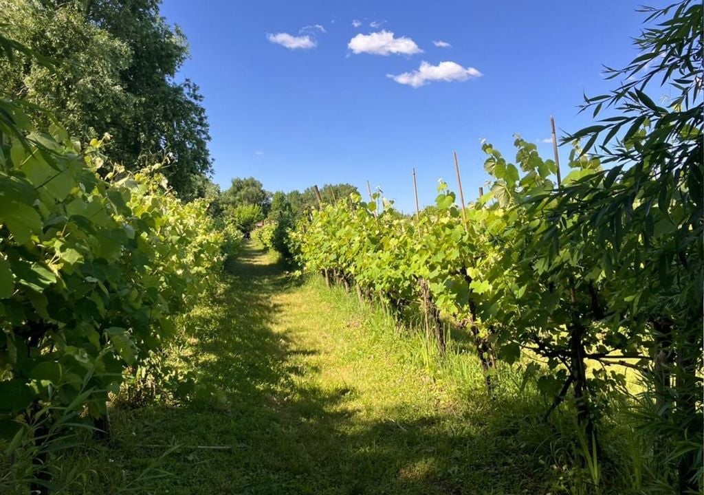 Viñedos en Berisso Viñedos en Berisso