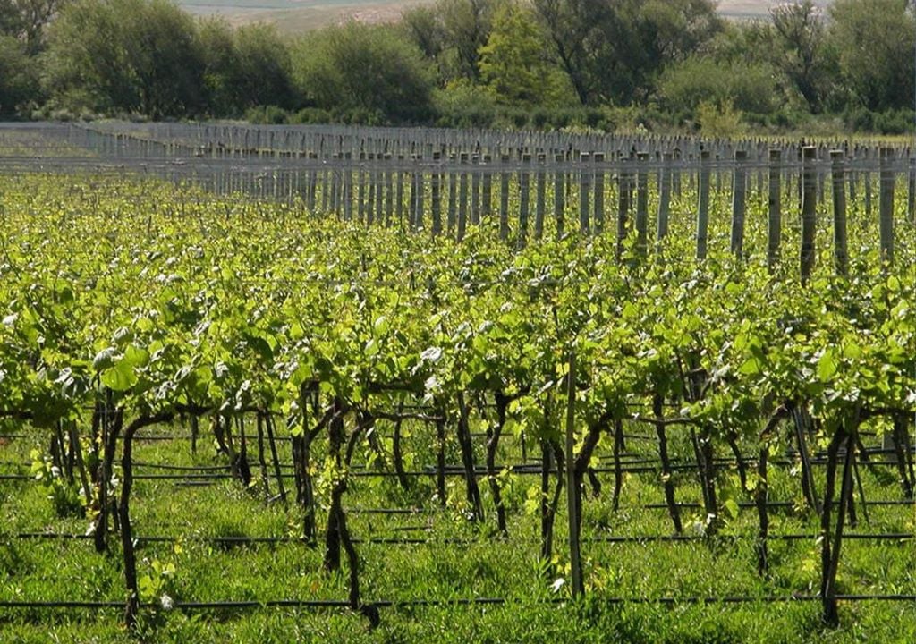 Vendimia 2026 cerca de Buenos Aires: cinco propuestas enoturísticas imperdibles para disfrutar de viñedos bonaerenses Cinco propuestas enoturísticas imperdibles para disfrutar de viñedos bonaerenses